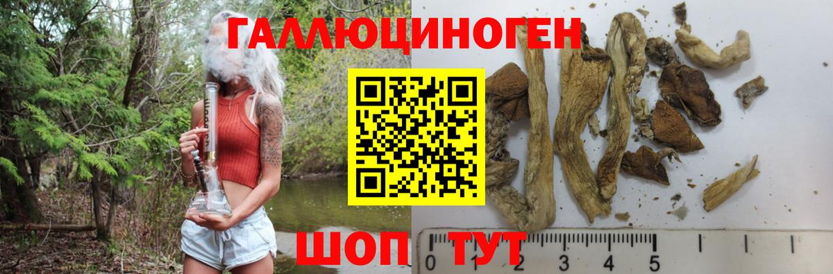 Галлюциногенные грибы Psilocybe Тимашёвск
